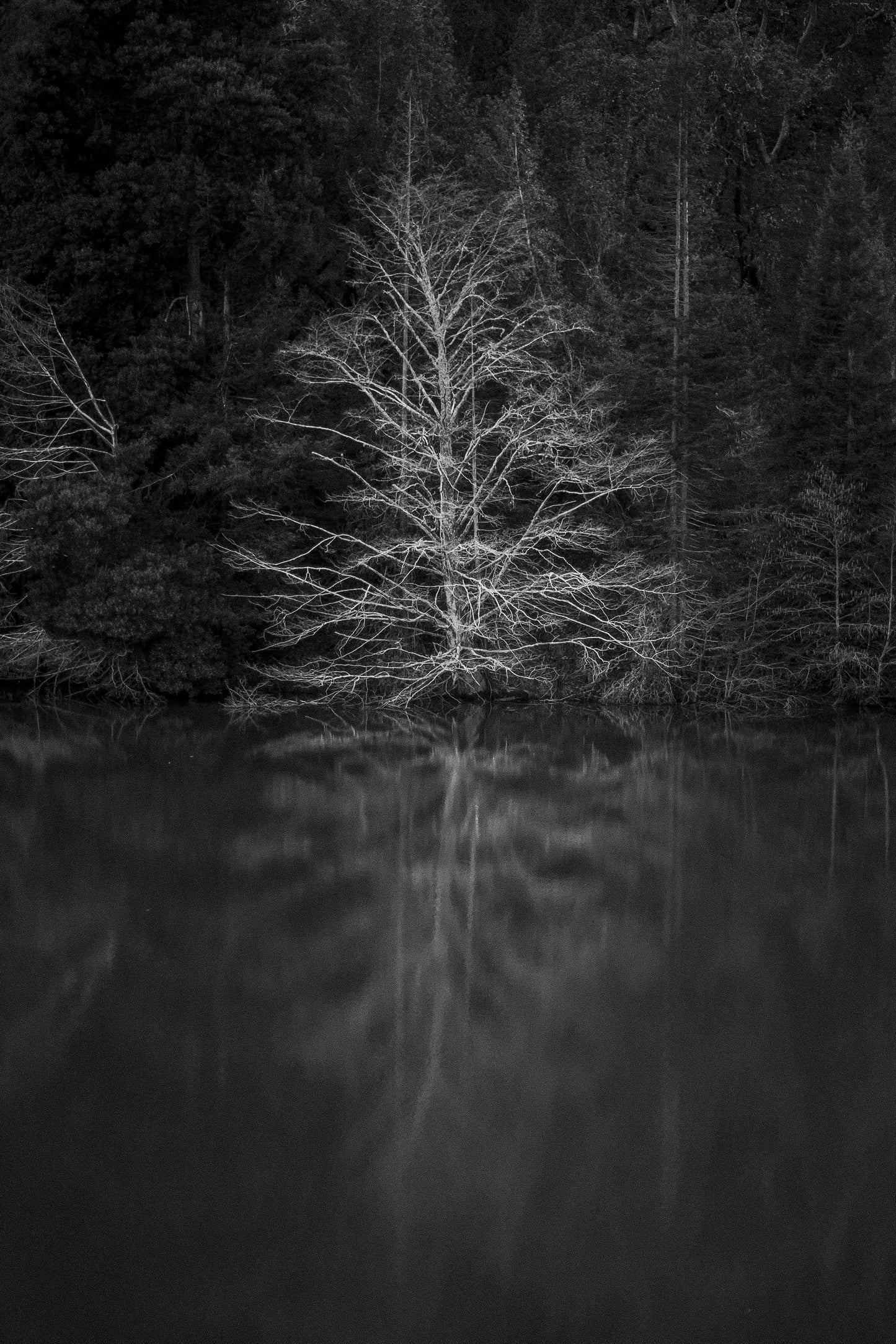 Phoenix Lake