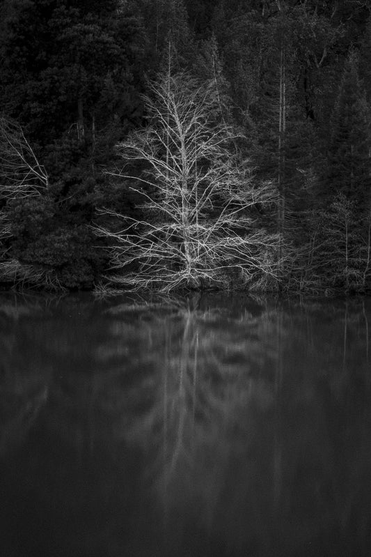Phoenix Lake