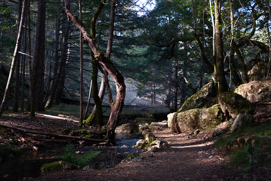 Tamalpais Winter
