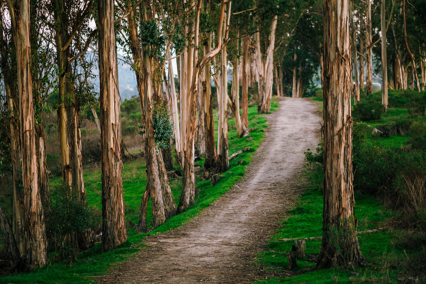 The Ridge, San Rafael